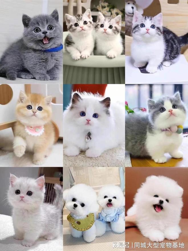 天津宠物领养中心_天津比熊_天津来福乐猫犬舍北辰店