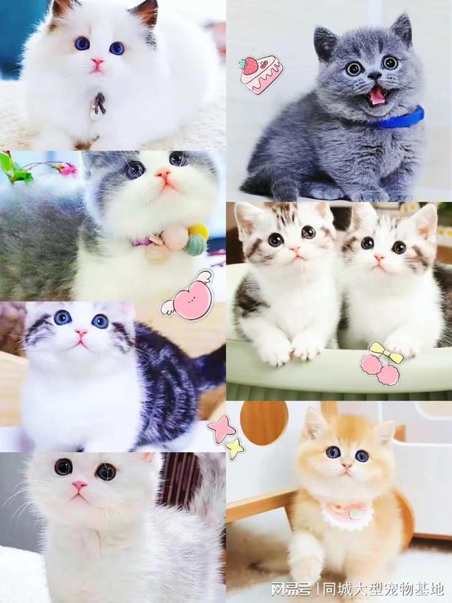 天津比熊_天津来福乐猫犬舍北辰店_天津宠物店推荐