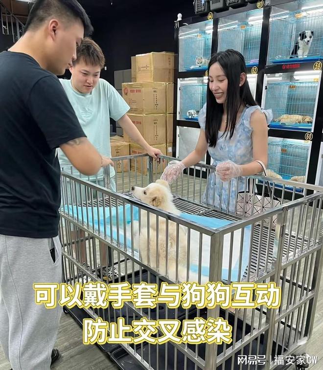 天津比熊_天津宠物猫狗在哪里买靠谱_天津福安家宠物店