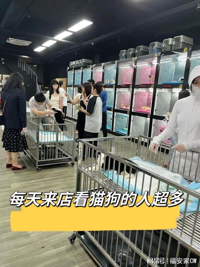 天津宠物猫狗在哪里买靠谱_天津比熊_天津福安家宠物店