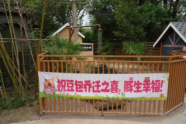 扬州“越狱”卡皮巴拉喜提泳池别墅 即将举办别开生面婚礼