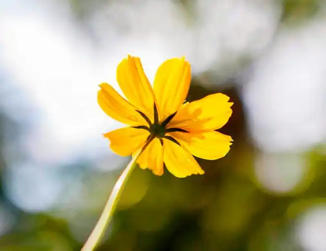 婚恋开放时代男人对首次亲密关系的珍视_宋思明珍惜海藻的原因分析_宋思明和海藻的第一次