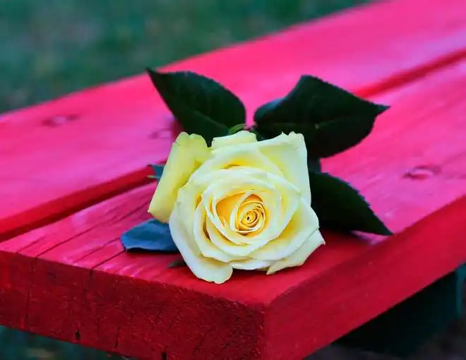 宋思明和海藻的第一次_婚恋开放时代男人对首次亲密关系的珍视_宋思明珍惜海藻的原因分析