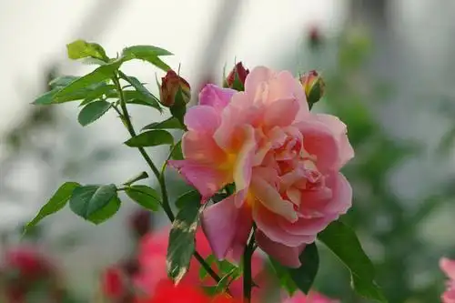 婚恋开放时代男人对首次亲密关系的珍视_宋思明和海藻的第一次_宋思明珍惜海藻的原因分析