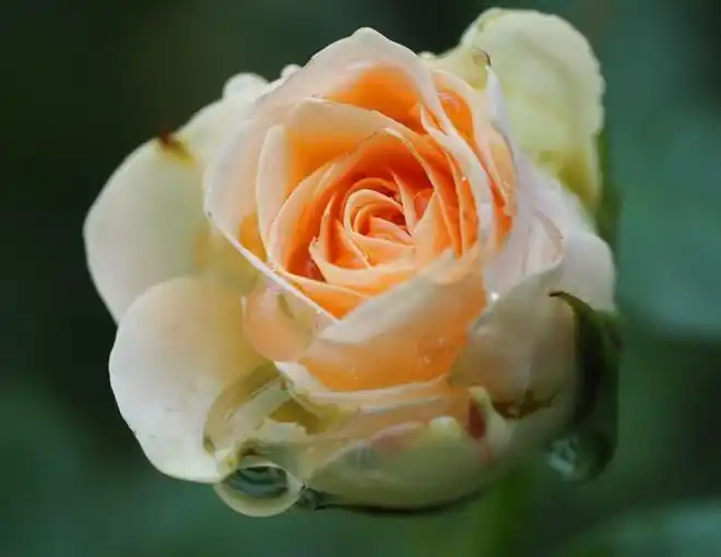 宋思明和海藻的第一次_婚恋开放时代男人对首次亲密关系的珍视_宋思明珍惜海藻的原因分析