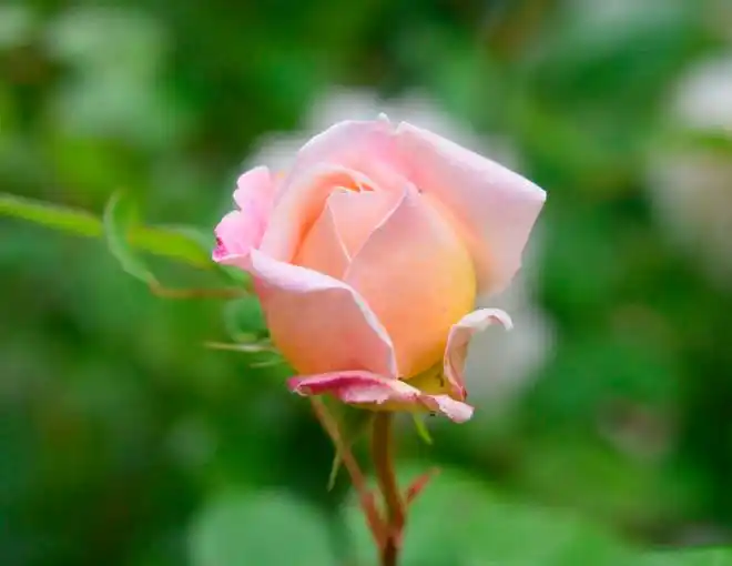 宋思明和海藻的第一次_宋思明珍惜海藻的原因分析_婚恋开放时代男人对首次亲密关系的珍视