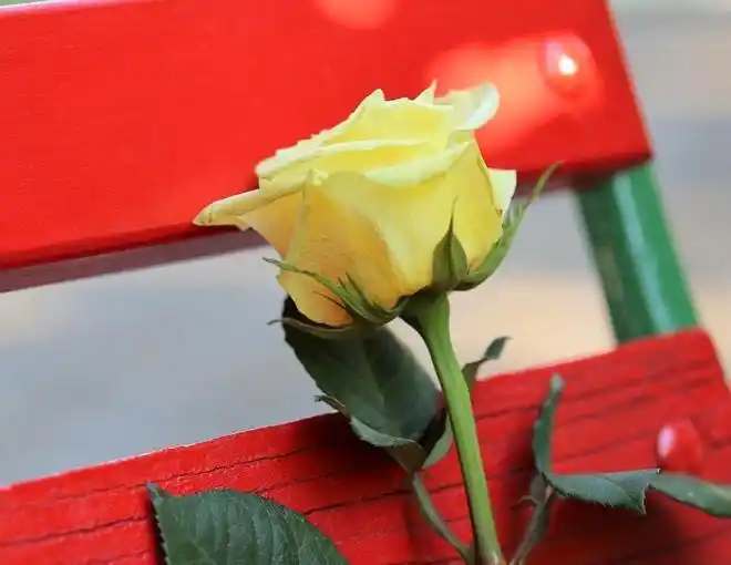 宋思明珍惜海藻的原因分析_宋思明和海藻的第一次_婚恋开放时代男人对首次亲密关系的珍视