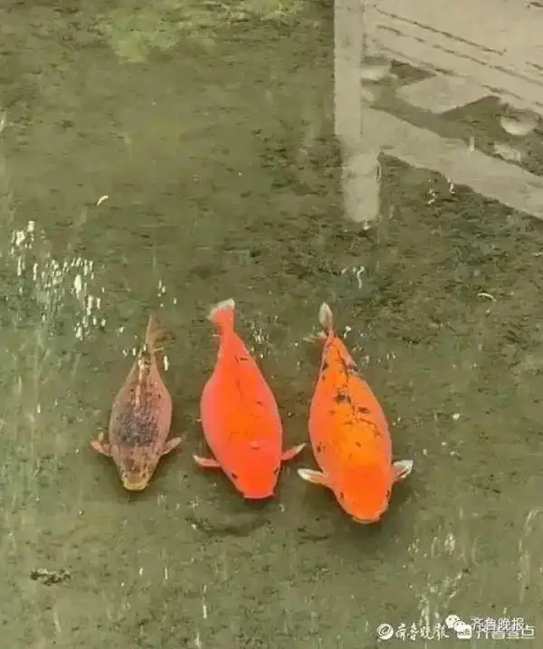 详细阅读:再喂就噶了!知名景区设“猪鲤”减肥中心,曾多次“胖”上热搜 再喂就噶了!知名景区设“猪鲤”减肥中心,曾多次“胖”上热搜