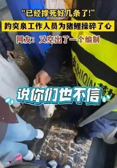 济南趵突泉锦鲤怀孕原因_趵突泉锦鲤减肥中心_趵突泉锦鲤胖成“猪鲤”
