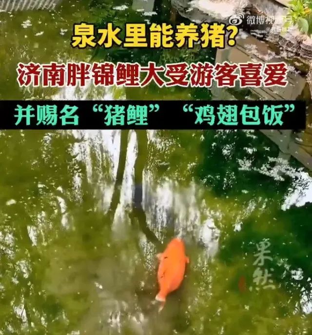 趵突泉锦鲤胖成“猪鲤”_济南趵突泉锦鲤减肥中心_趵突泉锦鲤减肥提示牌