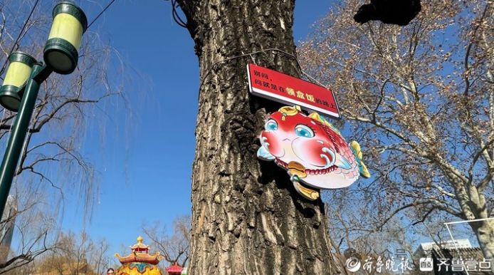 趵突泉锦鲤胖成“猪鲤”_济南趵突泉锦鲤减肥中心_趵突泉锦鲤减肥提示牌