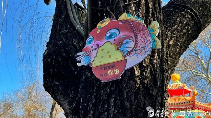 济南趵突泉锦鲤减肥中心_趵突泉锦鲤胖成“猪鲤”_趵突泉锦鲤减肥提示牌