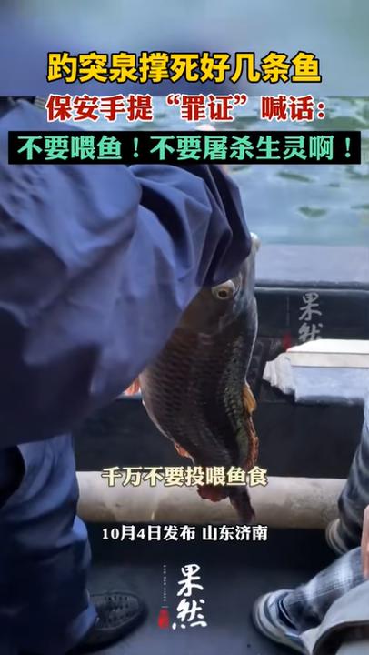 趵突泉锦鲤胖成“猪鲤”_趵突泉锦鲤减肥提示牌_济南趵突泉锦鲤减肥中心