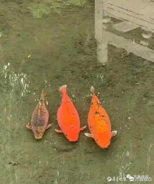 济南趵突泉锦鲤怀孕现象_趵突泉锦鲤减肥中心_趵突泉锦鲤胖成“猪鲤”