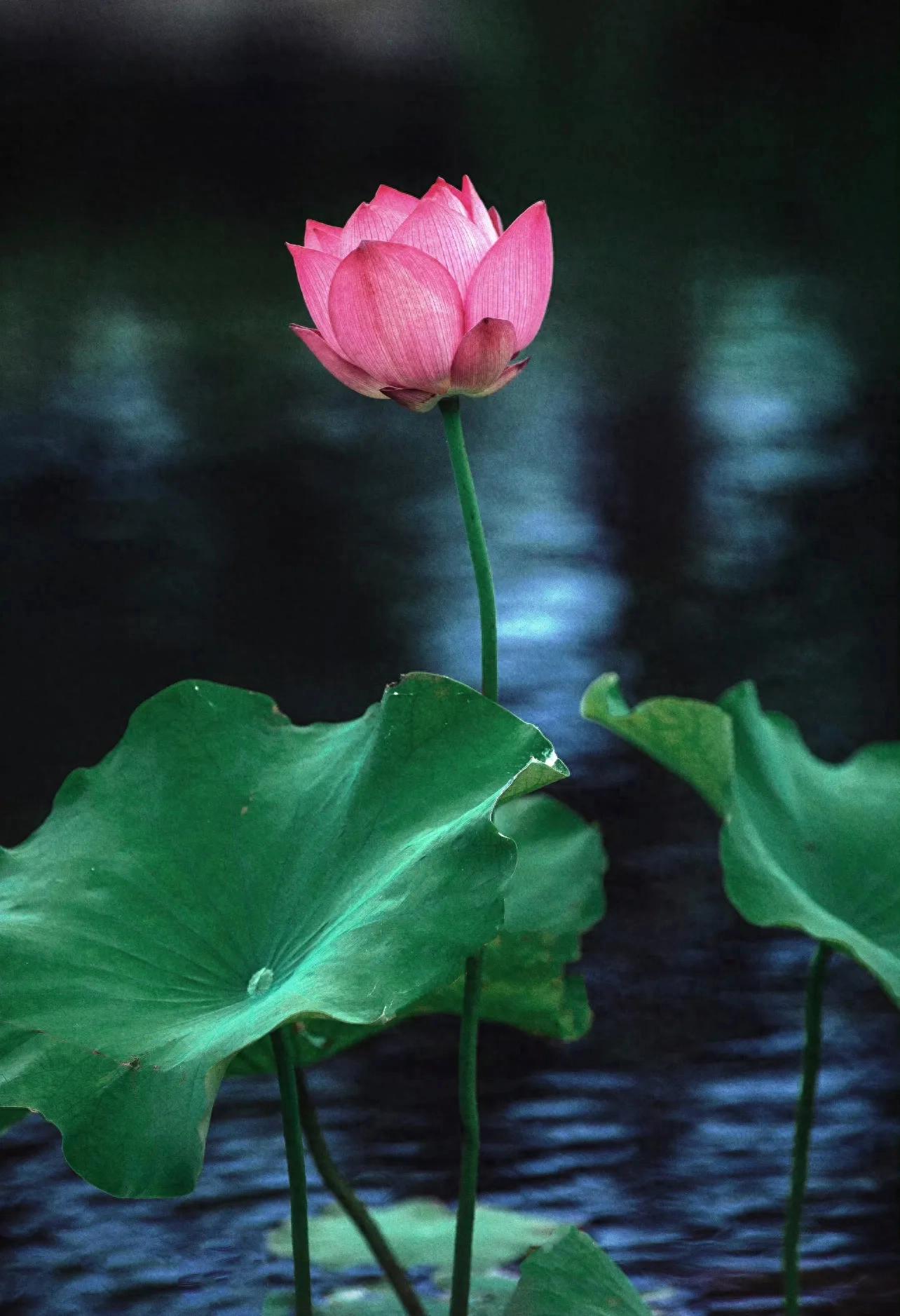 照着以下三步走，新手养碗莲第一年也会开出漂亮的花