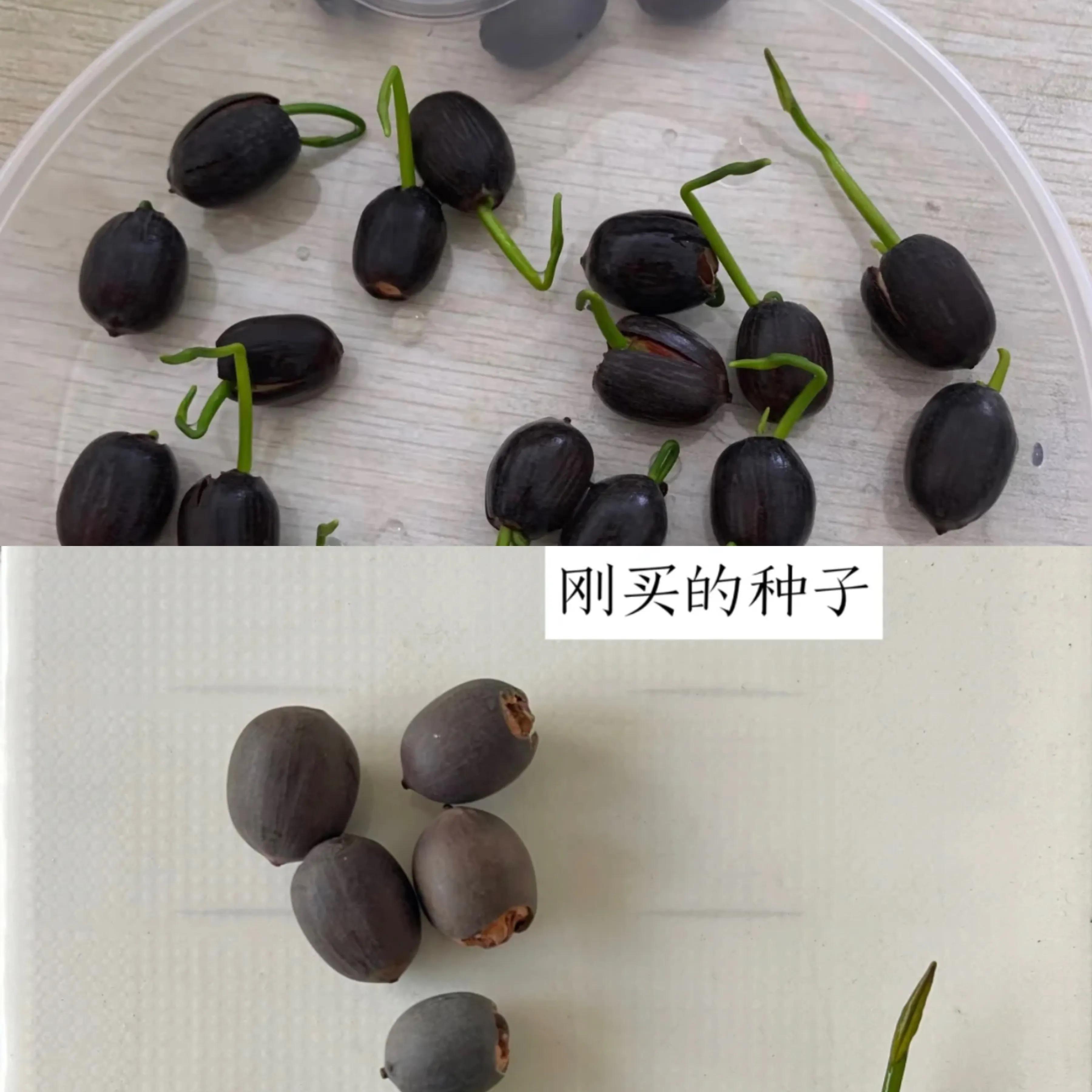 碗莲种植技巧_荷花佛性象征_水培的碗莲立叶