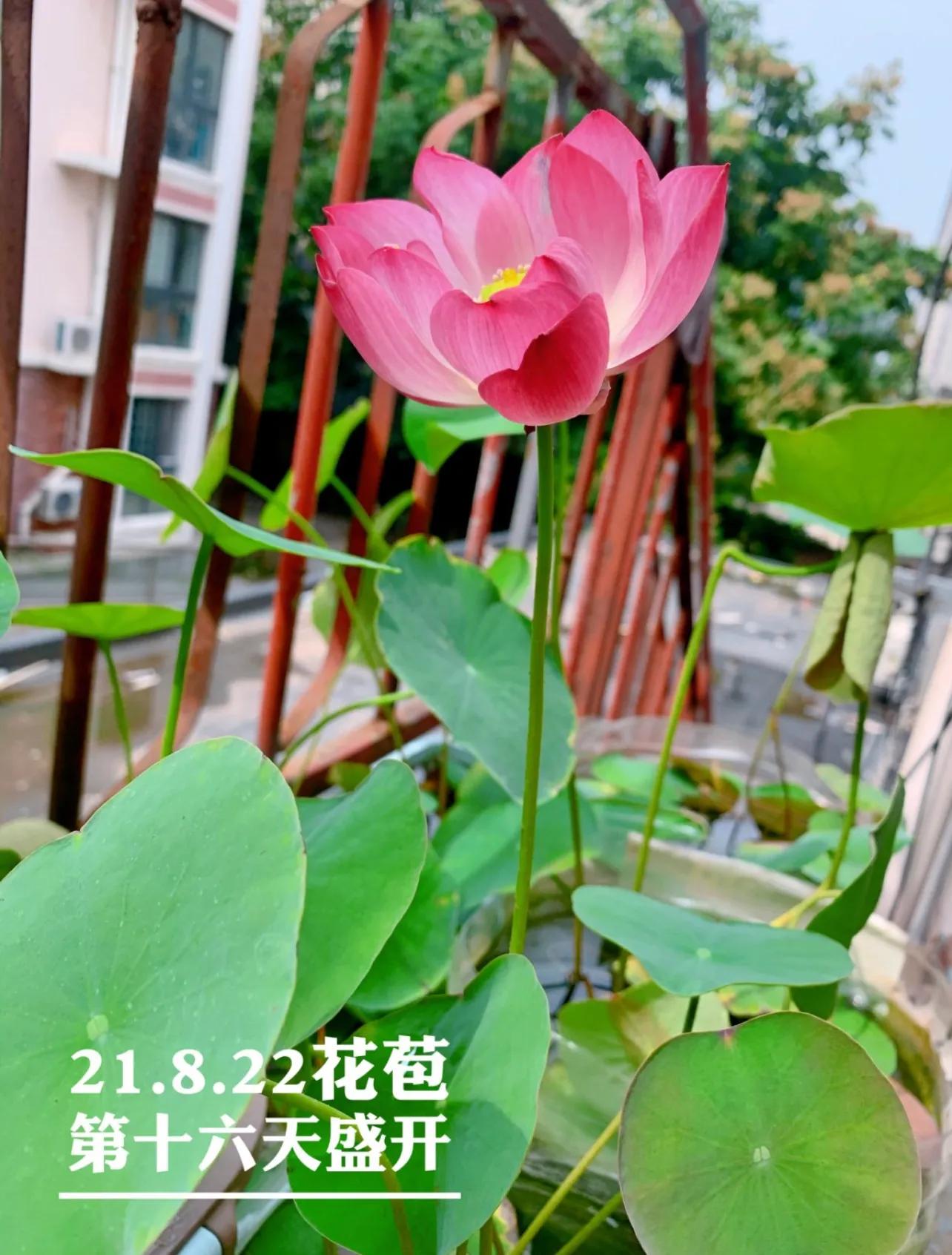 荷花佛性象征_碗莲种植技巧_水培的碗莲立叶