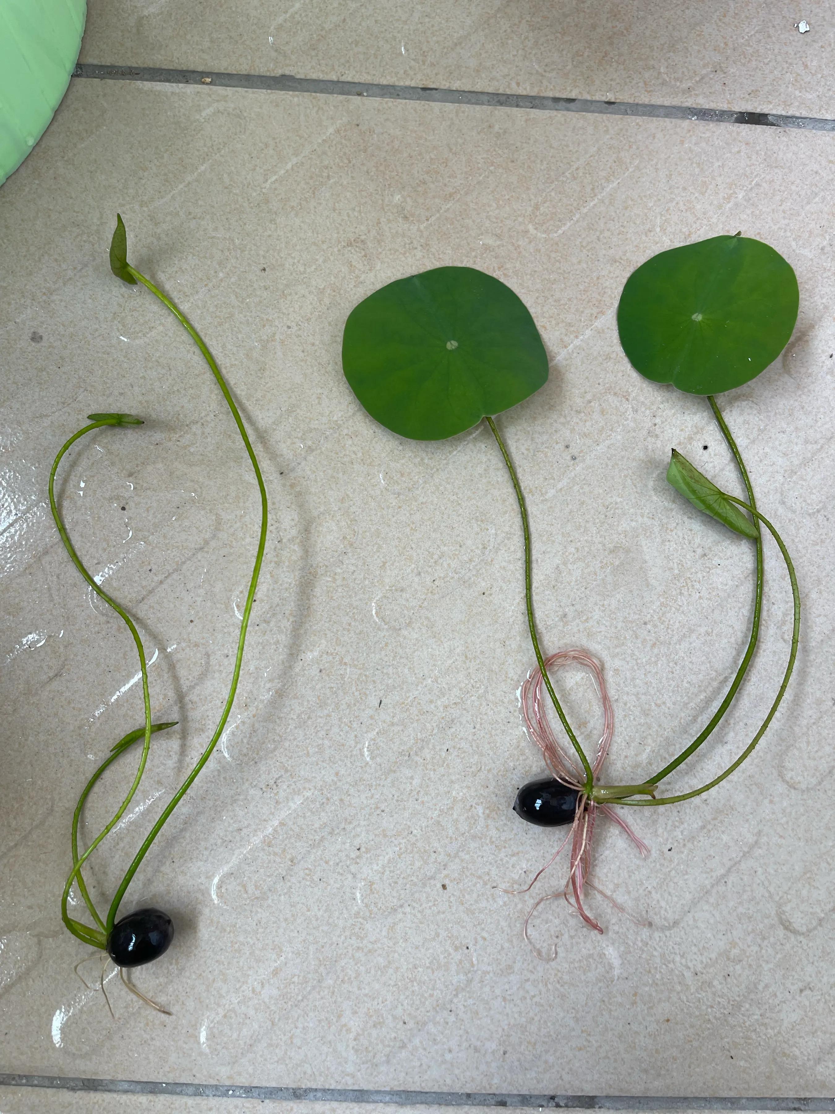 碗莲种植技巧_荷花佛性象征_水培的碗莲立叶