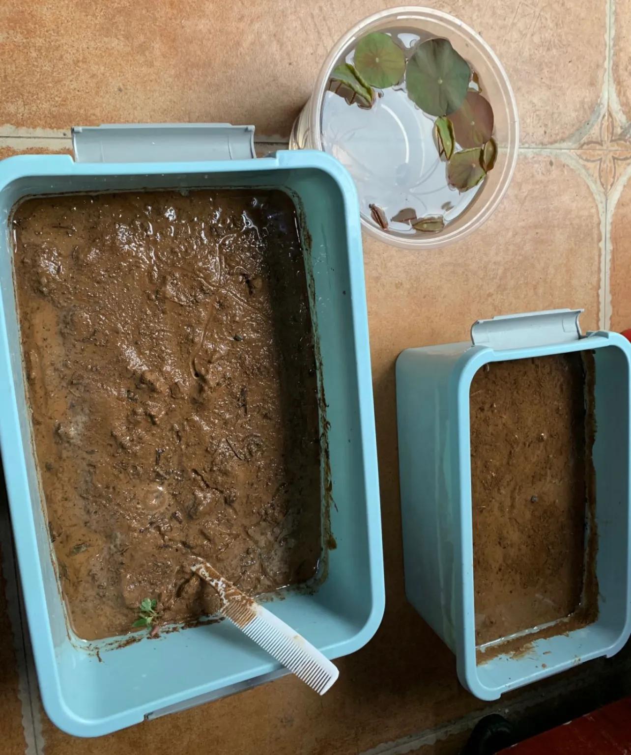 碗莲种植技巧_荷花佛性象征_水培的碗莲立叶