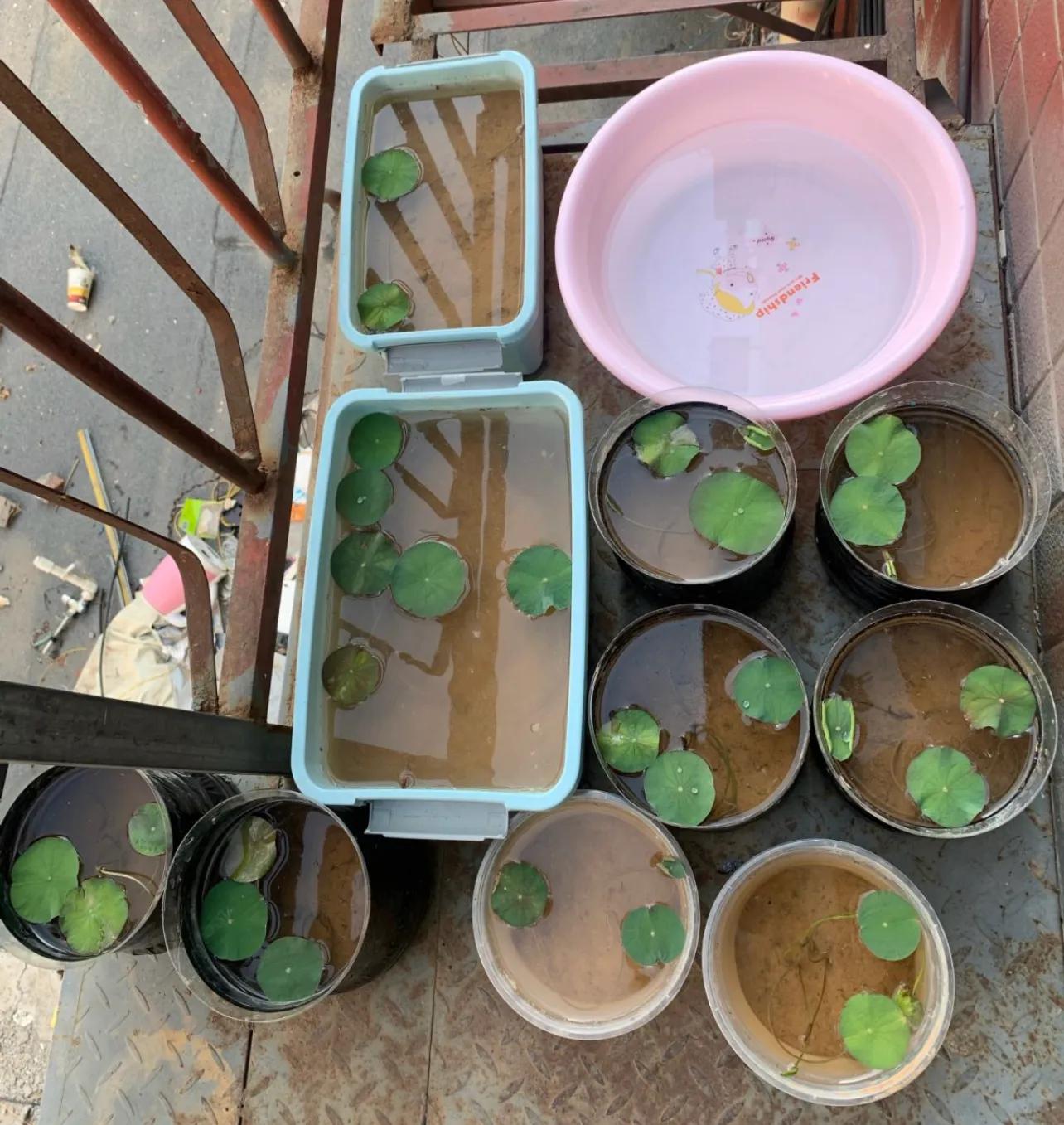 水培的碗莲立叶_荷花佛性象征_碗莲种植技巧