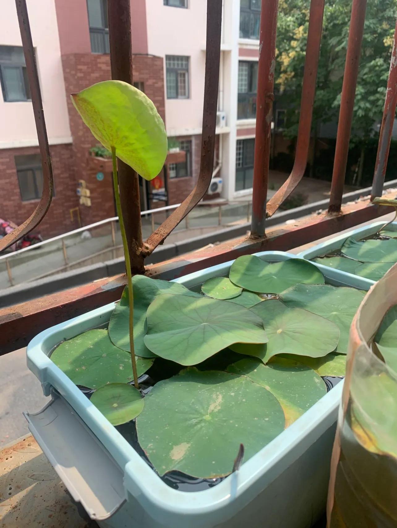 水培的碗莲立叶_荷花佛性象征_碗莲种植技巧