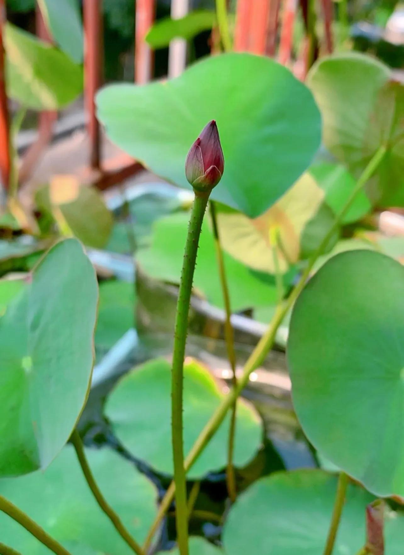 荷花佛性象征_水培的碗莲立叶_碗莲种植技巧