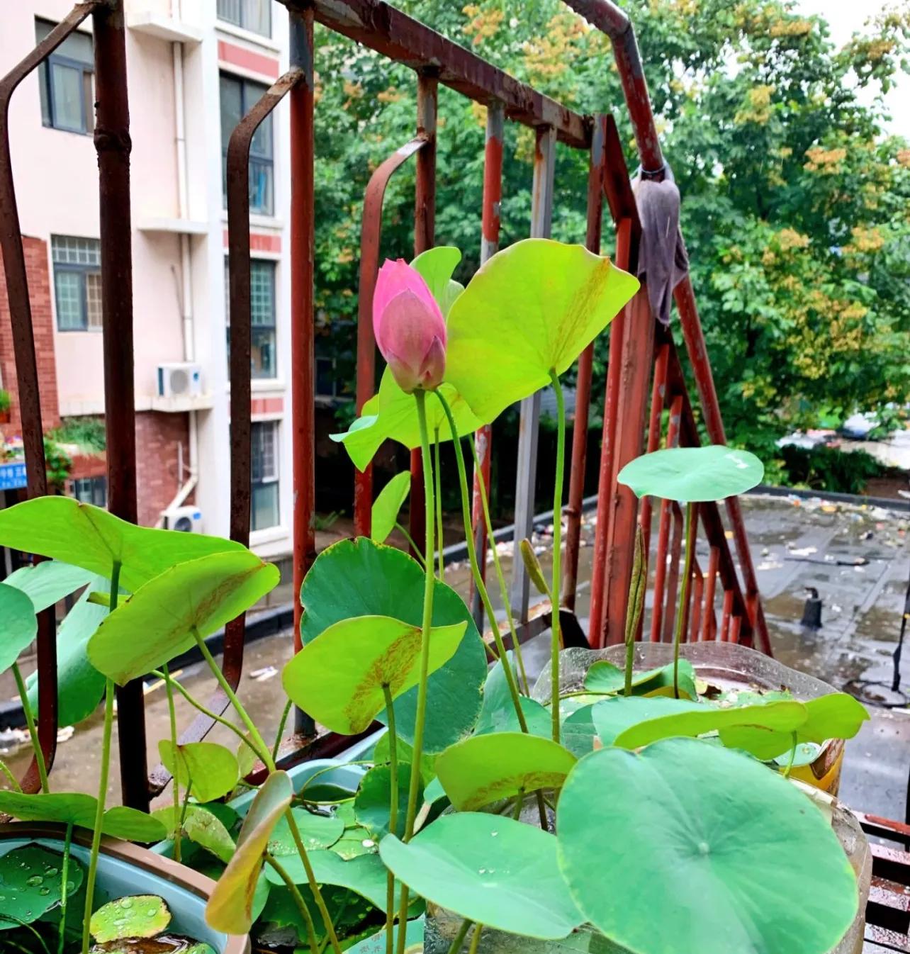 水培的碗莲立叶_荷花佛性象征_碗莲种植技巧