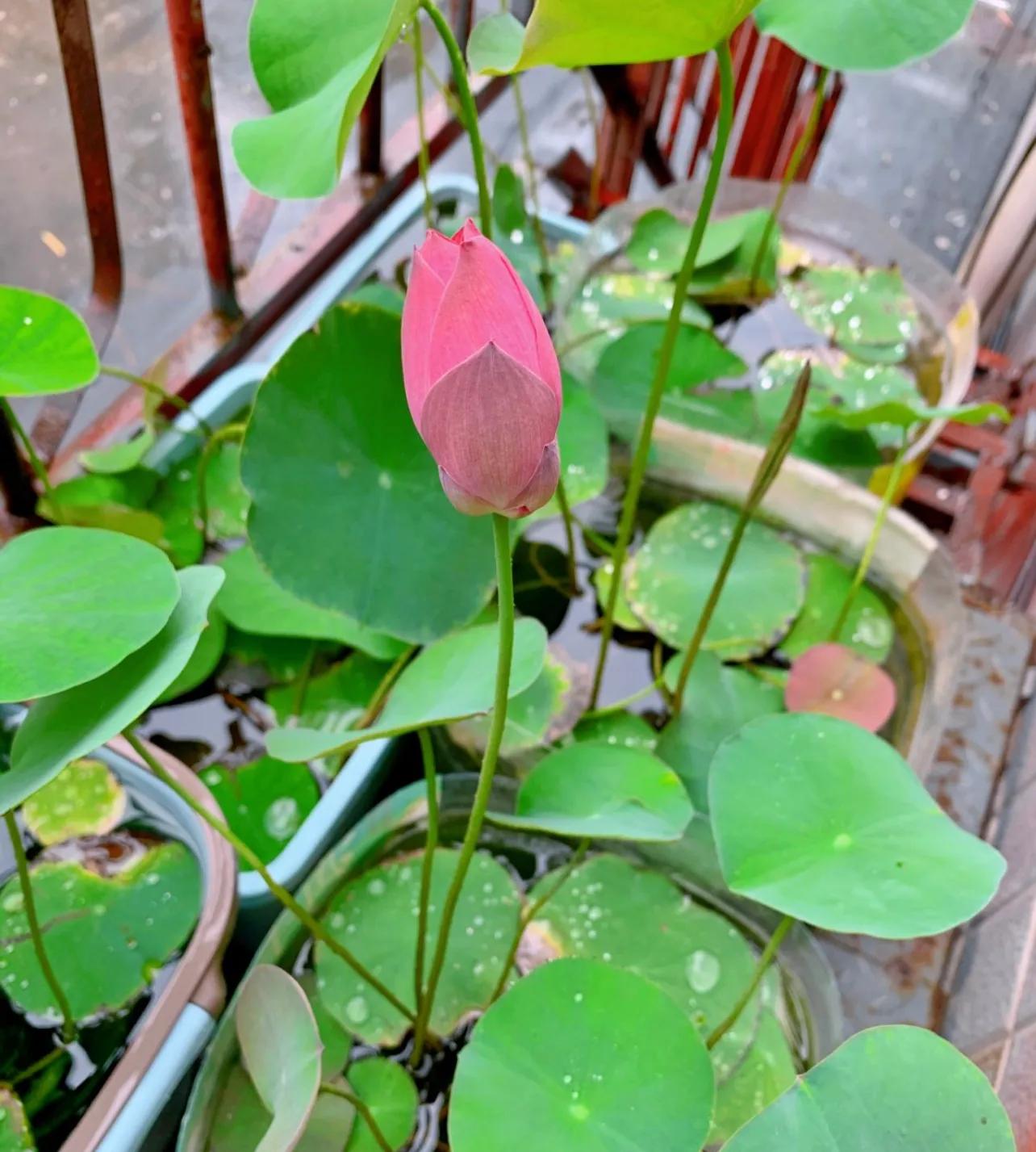 水培的碗莲立叶_荷花佛性象征_碗莲种植技巧