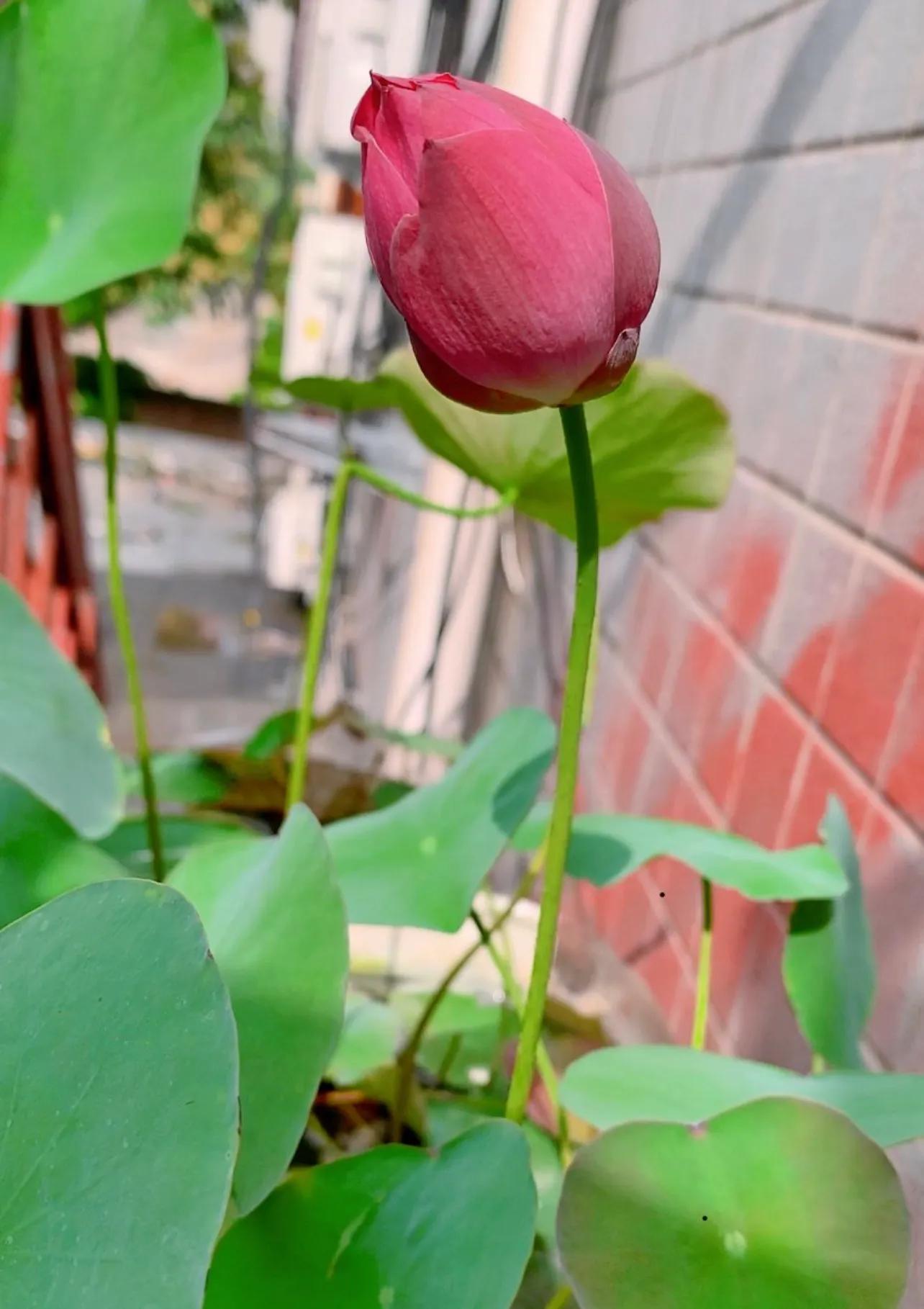 碗莲种植技巧_水培的碗莲立叶_荷花佛性象征