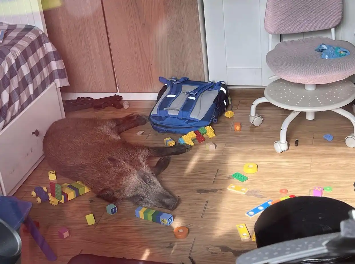 新闻多一度｜致害省份已达26个 遇到野猪怎么办？