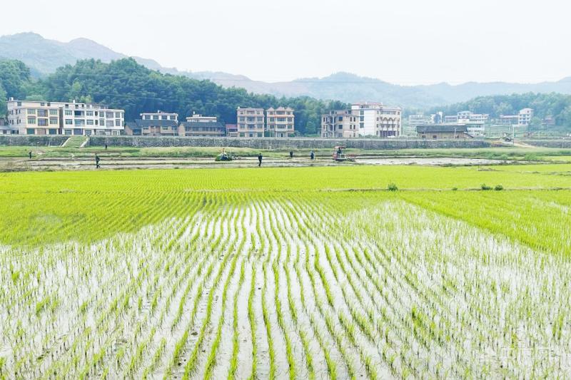 邵东灵官殿_湖南省邵东市早稻播种情况_邵东市灵官殿镇粮食生产万亩综合示范片