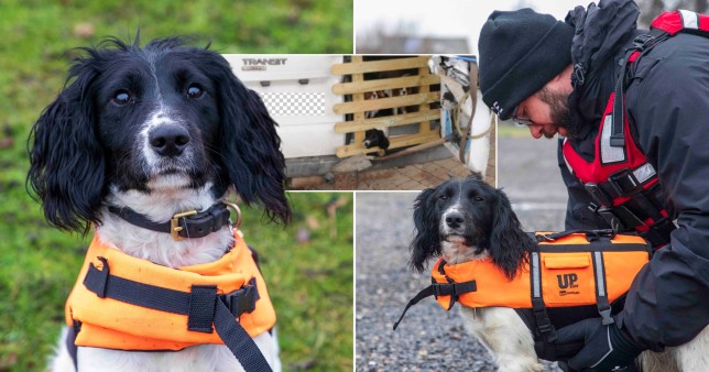 一只不受欢迎且被遗弃的小狗摇身一变成了警犬