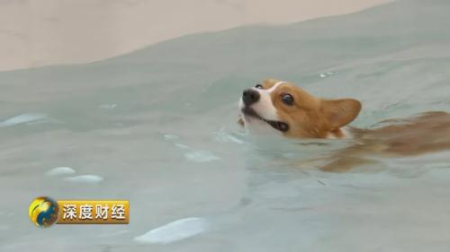 想收养狗狗的看这里_宠物消费升级趋势_萌宠经济市场规模