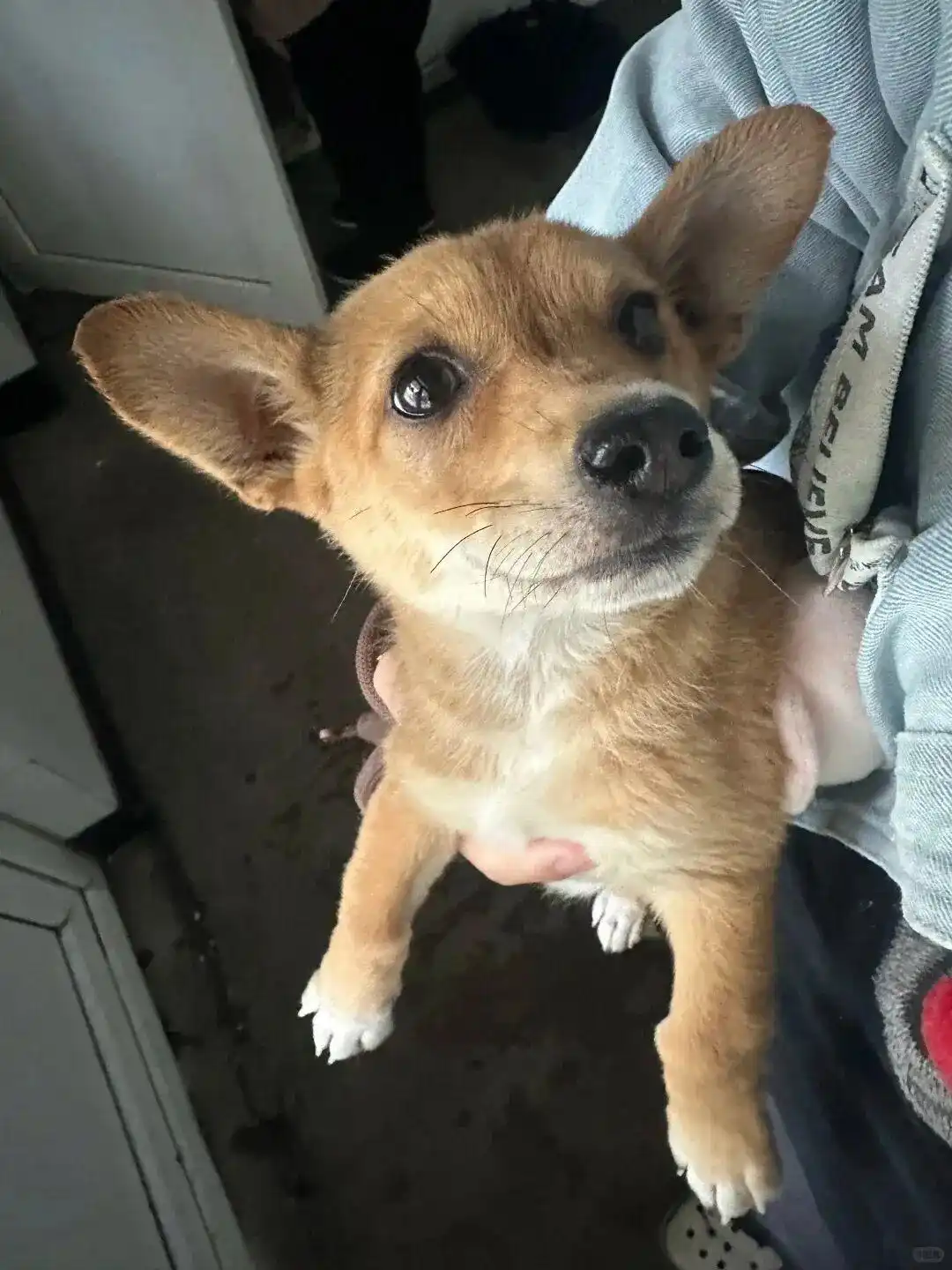 想收养狗狗的看这里_领养小狗流程_留检所领养狗情况