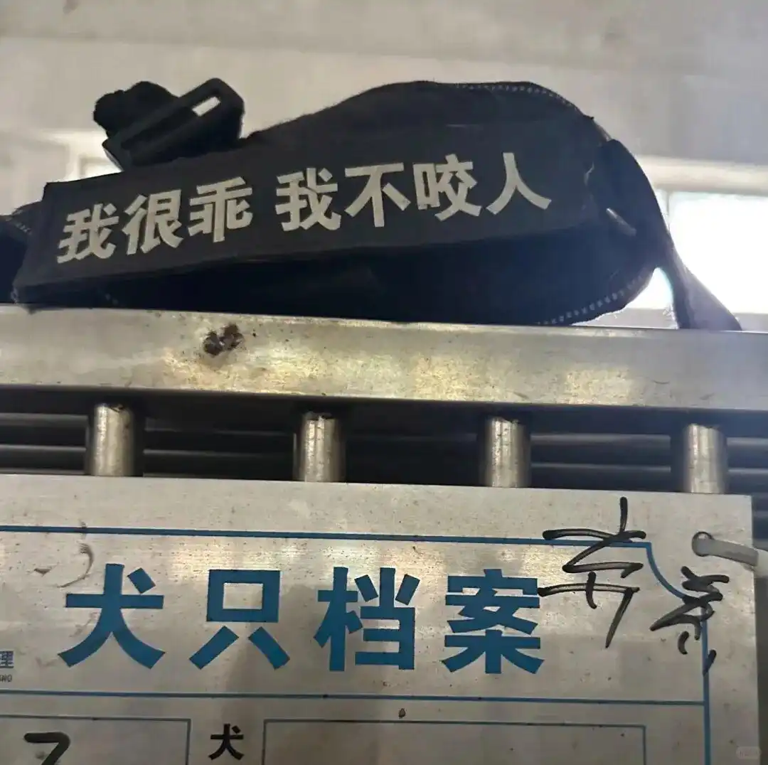 领养小狗流程_留检所领养狗情况_想收养狗狗的看这里