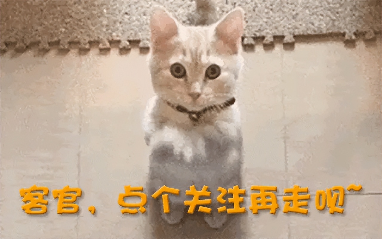 张杰谢娜感情故事分析_谢娜 张杰最新新闻_张杰谢娜婚姻长跑