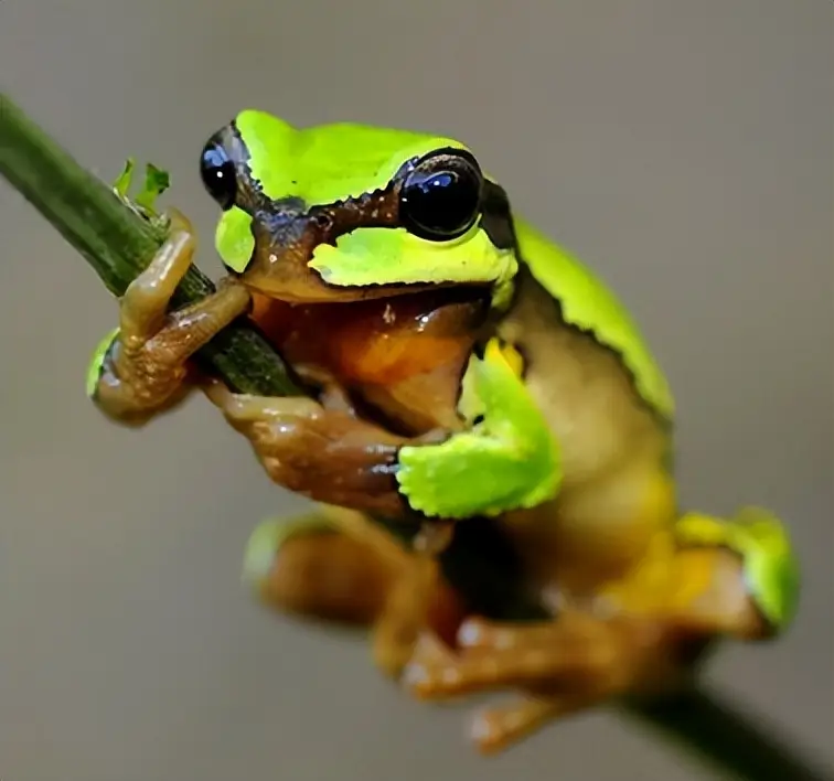 虽然它们统一被叫做青蛙，可是农村的青蛙，你知道几种？