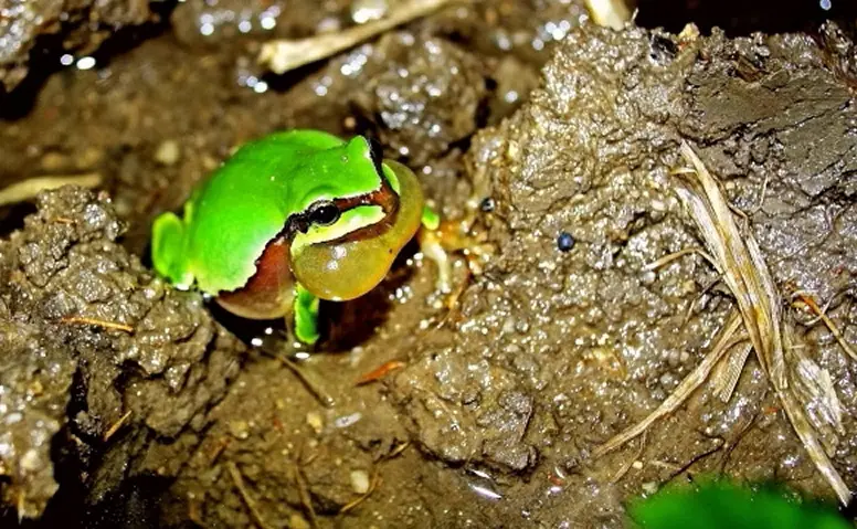 秦岭雨蛙介绍_青蛙frog_农村青蛙种类