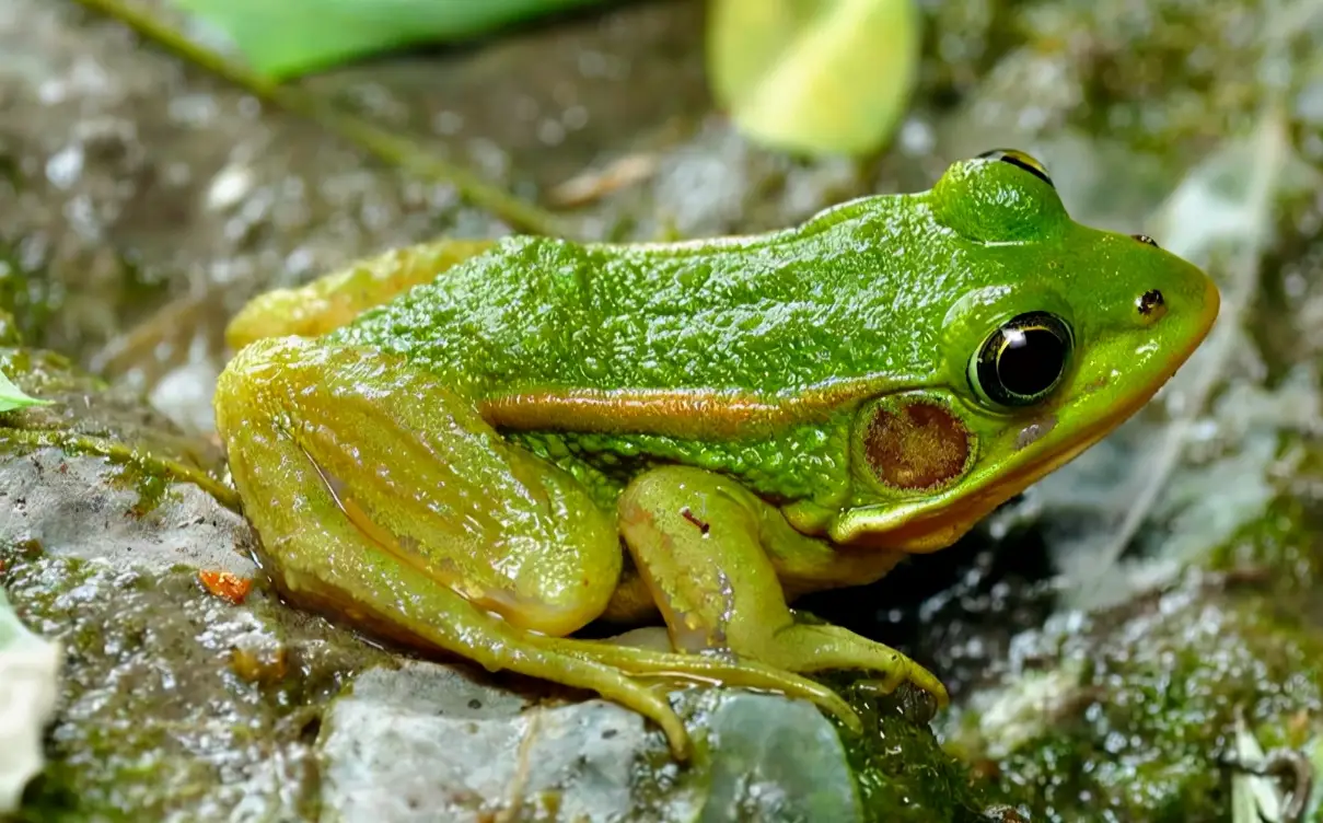 秦岭雨蛙介绍_农村青蛙种类_青蛙frog