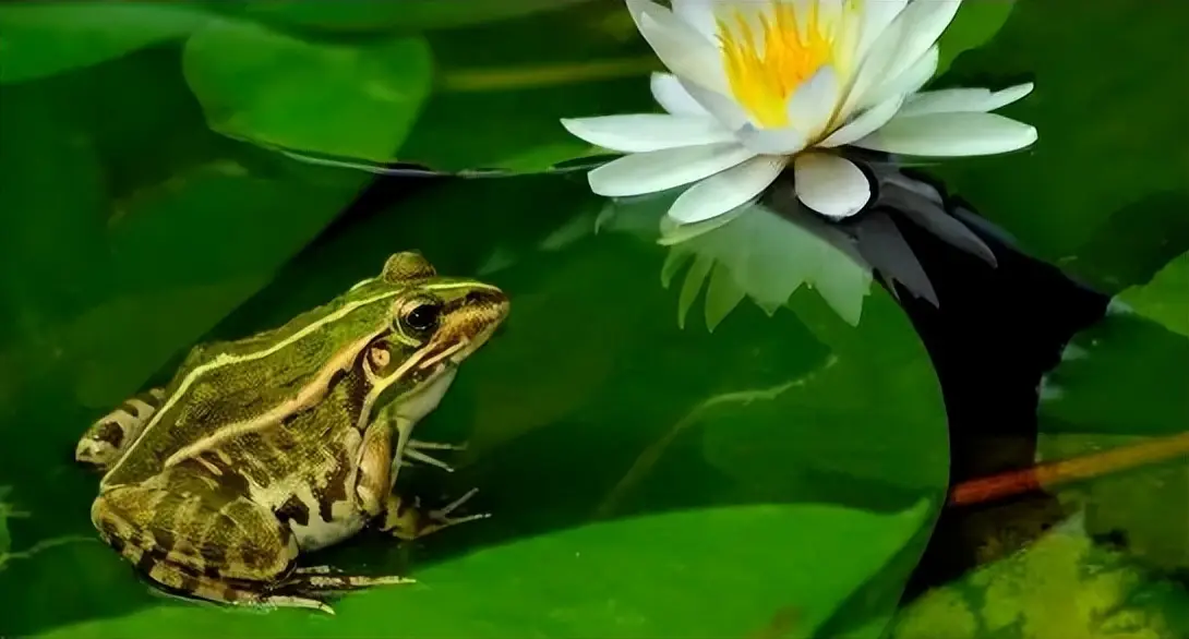 秦岭雨蛙介绍_青蛙frog_农村青蛙种类