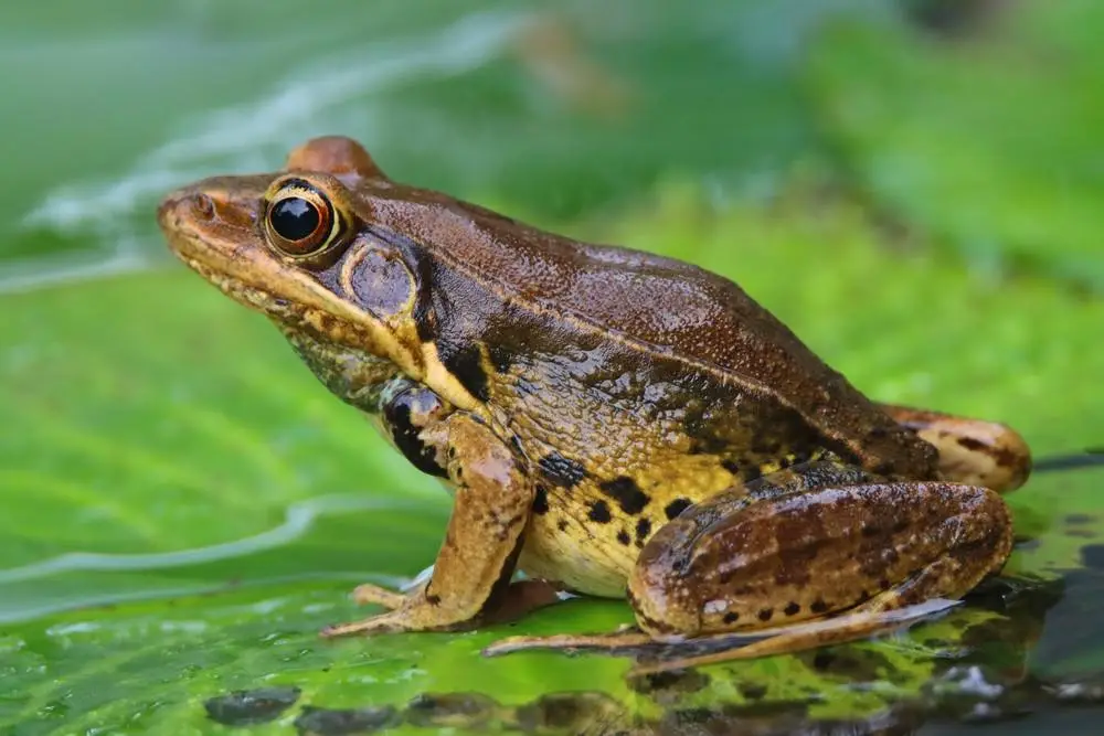 秦岭雨蛙介绍_农村青蛙种类_青蛙frog
