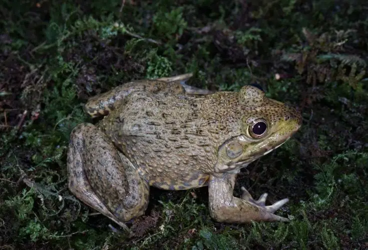 农村青蛙种类_秦岭雨蛙介绍_青蛙frog