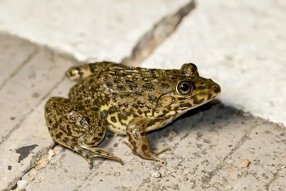 农村青蛙种类_青蛙frog_秦岭雨蛙介绍