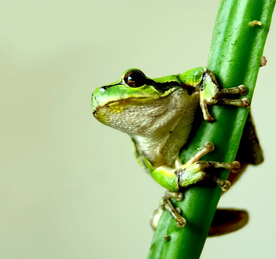 农村青蛙种类_青蛙frog_秦岭雨蛙介绍