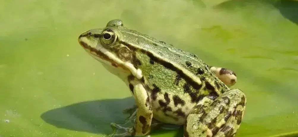 秦岭雨蛙介绍_青蛙frog_农村青蛙种类
