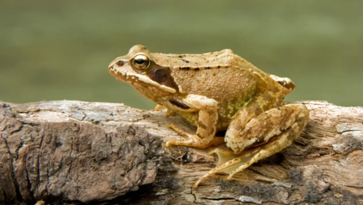 农村青蛙种类_秦岭雨蛙介绍_青蛙frog
