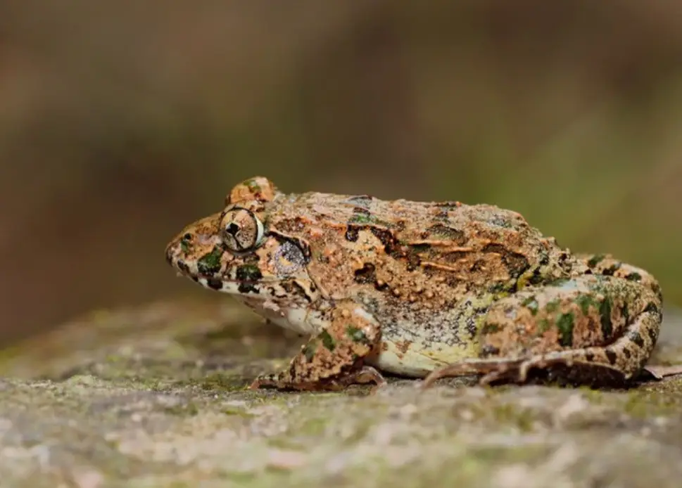 秦岭雨蛙介绍_青蛙frog_农村青蛙种类