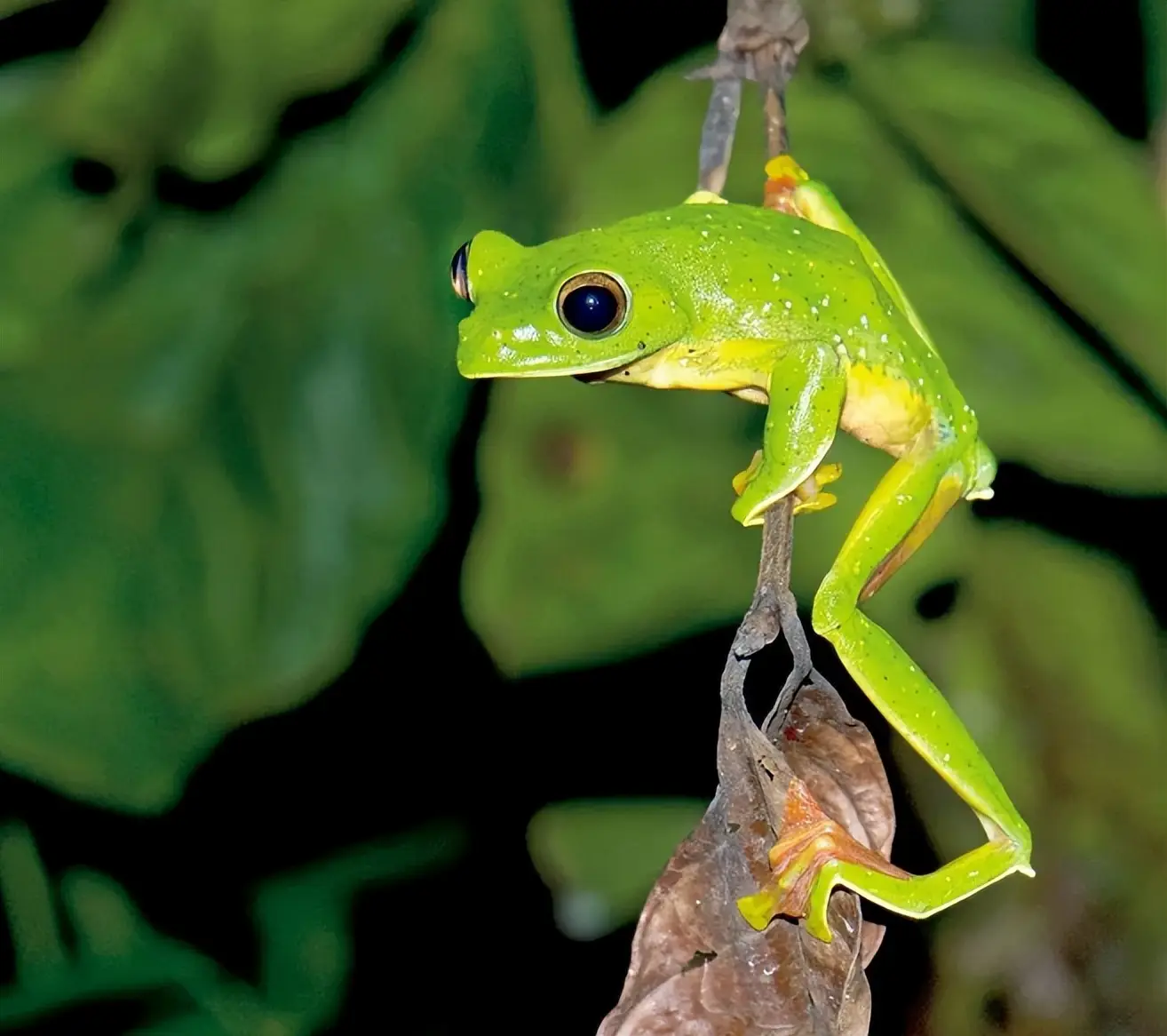青蛙frog_农村青蛙种类_秦岭雨蛙介绍