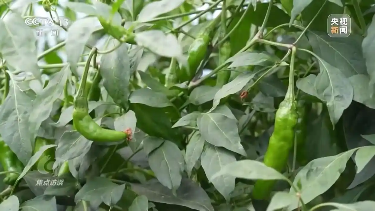 AI虚假宣传_AI仿冒带货_央视揭秘ai带货“李鬼”