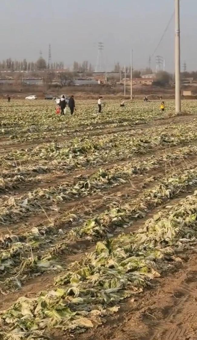 数百人“免费摘菜” 菜农损失近百万 网络谣言引发哄抢